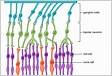 Comparative study of the vascular structures of the retina an